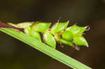 Plantainleaf sedge